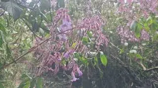 Beautiful Nelu flowers at Horton Plains in Sept. 2025. Last seen 12 years ago, #nelu #neluflowers 
