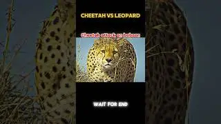 Cheetah vs Leopard😳😡 #trending #shorts #animals #cheetah #leopard #monkey #new
