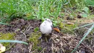 Wet Bushtit Buddy #0