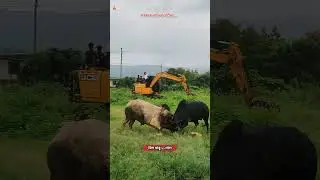 Big bull fight kokan #bullfight
