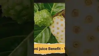 Noni juice benefit #shorts #noni #nonifruit #nonijuice
