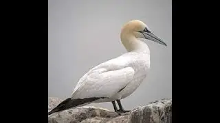 SWME 2023 WEBINAR - Marine and Coastal birds