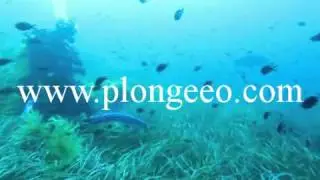 PlongeeO &agrave; Port-Cros