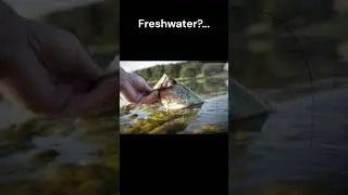 Saltwater or Freshwater? #shorts #fishing