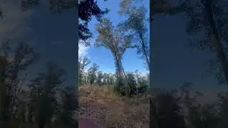 Cutting pine trees
