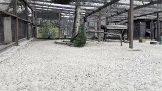 Peacocks Exploring a Sandy Habitat in an Outdoor Aviary Setting