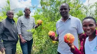 Ellen White's Method of Planting Fruits