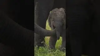 Patience, Love, and Gestation: Elephants Pregnant for 2 Years