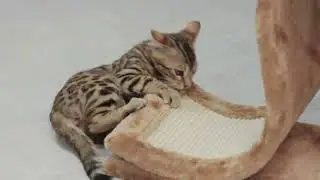 Protect Your Furniture with the Scratching Wave for Cats