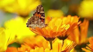 Most Famous Classical- Tchaikovsky - Serenade for Strings, Op. 48: II. Valse (Waltz)