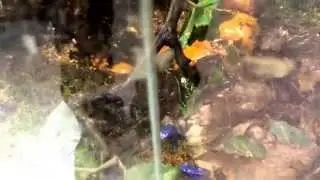 D. Tinctorious azureus morph