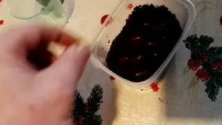 Aussaat von piniensamen