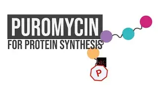 Using Puromycin to Measure Protein Synthesis