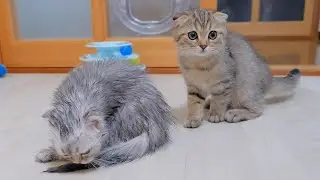 Милый котенок, который не отходит от нее, потому что беспокоится о своей мокрой сестре.