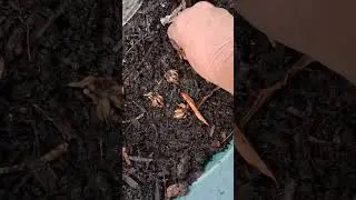 Winter Sowing: Non-Transplant method Ranunculus