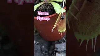 My New Toy! First day home | Feeding Test #venusflytrap #carnivorousplants
