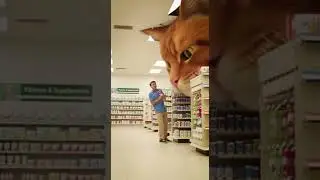 A fat cat breaks into a pharmacy to get some pills