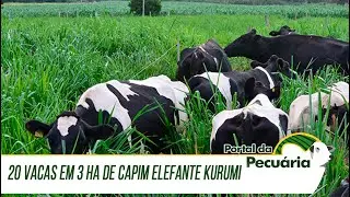 20 vacas em 3 ha de capim elefante Kurumi