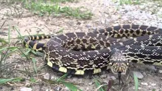 Bullsnake Defensive Behavior