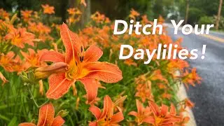 BETTER Flowers for MONARCHS and Pollinators! -- (Ditch Your Daylilies!)