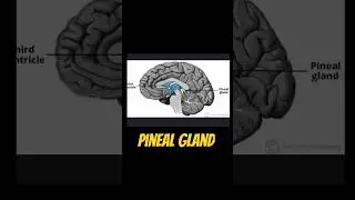 Student about pineal gland for neet #neet205 #neetrevision #neetbiology #ytshort #aiims #mppnst2026
