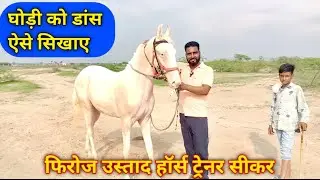 How to learn horse dance training! How to teach a horse to dance! Horse dance training! Firoz Ustad