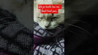 Shayari #catvideos #shyari #youtubeshorts #pets #reels #trending #shorts #ytshortsindia #ytshorts