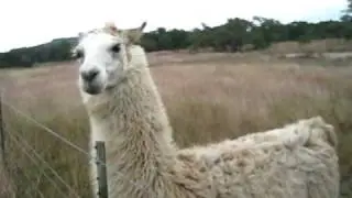 Llama attack!
