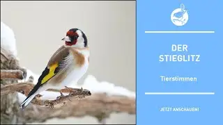 Vogelstimmen: Der Stieglitz - Goldfinch - Carduelis carduelis (4k)