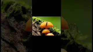 Favorite Macro images 2025 #macro photography #mushroom photography #flower photography