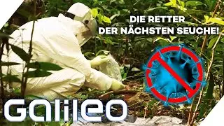 Die Suche nach Patient 0! Dem Virus auf der Spur? | Galileo | ProSieben