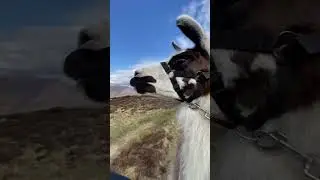 Ready For A Llama Adventure? 🦙🚶 #llama #thelakedistrict #trekking