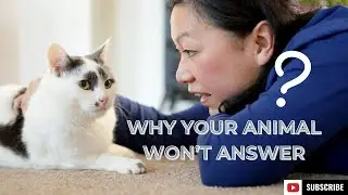 Why Your Animal Won't Answer| Animal Communication with your Pets