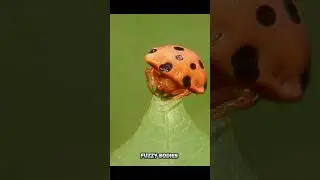 🕷️💕 Top 10 Cutest Spiders That&rsquo;ll Change How You See Them! 💕🕷️