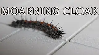 Amazing Mourning Cloak Caterpillar
