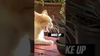 Cat Takes Day Off & Sleeps In #shorts #cat #funny #cute
