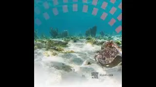 What if sea creatures led the next breakthrough in materials science?