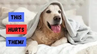 These 9 Everyday Habits HURT Your Dog's Emotions!
