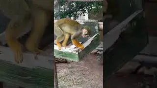 Squirrel monkey #monkeyshorts #monkeysocute#SanAntonioZoo #SanAntonioTexas #TexasTravels#Primates