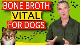 Bone Broth Benefits For Dogs (13 Amazing Health Benefits Dogs Love)