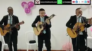 COQUETA - Trio Alma Mia, Serenata de Cuerda Trio, Música tropical, carranga, Musica Carranguera