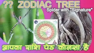 Part 2: SPIDERS,ZODIAC Tree. Trip to MNP. WORLD ENVIRONTMENT DAY.