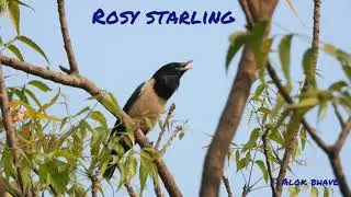 Rosy starling calling at Kharghar, Navimumbai