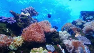 CORALS AND FISH | FREE STOCK VIDEO