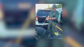THP trooper saves loose pig on I-40