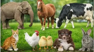 Happy Farm Animals | Cow, Dog, Cat, Horse, Elephant | Learn Animals