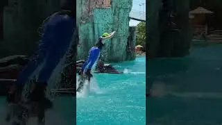 Dolphin❤️🐬💦🐬💦🐬 #flyboard #extreme #sport #adventure #life #flyboardshow