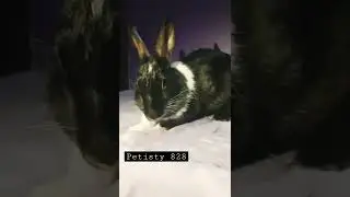 cute bunny eating grass | bannu | cute bunny | funny video #short #shorts