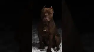 Seal Voland: A Perfect Example of a Beautiful and Purebred Pitbull | Seal Kennel #americanpitbull