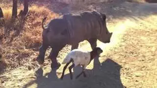 Adorable Video of Baby Rhino and Lamb Friend Playing
